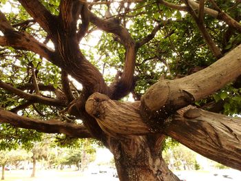 Low angle view of tree against clear sky