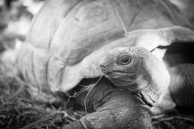 Close-up of turtle