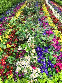 Full frame shot of multi colored flowers