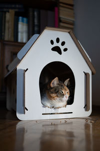 Cat resting in cardboard box house. zero waste for animals. eco friendly pet home concept.