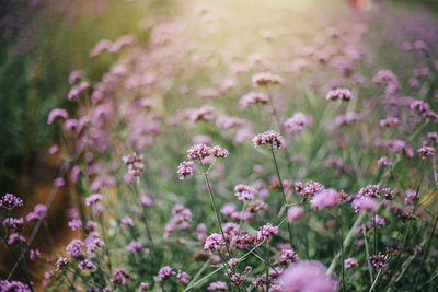 Close-up of pink flowering plants on field