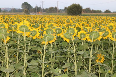 Scenic view of sunflower field