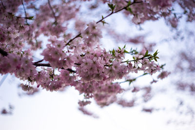 Close-up of cherry blossom tree