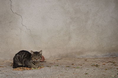 Portrait of cat sitting on wall