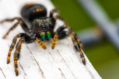 Close up of a jumping spider on wood.