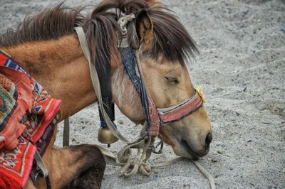 High angle view of horse sitting on sand