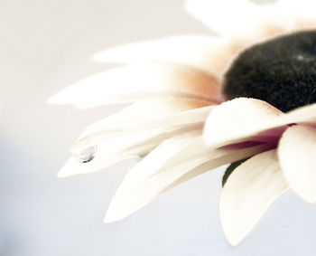 Close-up of white flowers over white background