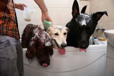 Full length of dog in bathroom