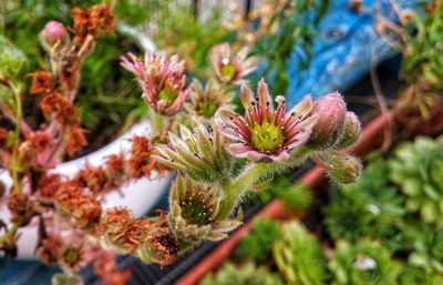 Close-up of flowering plant