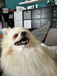 pet