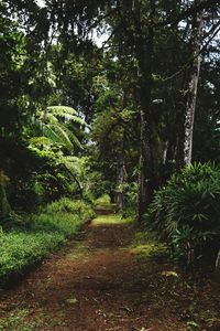 Footpath amidst trees in forest