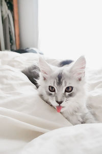 Silver maine coon kitten with tongue sticking out