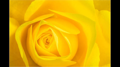 Close-up of yellow flower