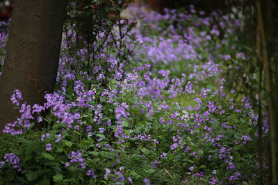 Close-up of purple flowers blooming outdoors