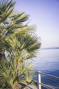 Palm tree by sea against clear sky