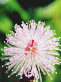 Close-up of pink flowers