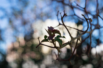 Close-up of flower tree against sky