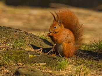 Squirrel in the park. red squirrel. eurasian red squirrel. sciurus vulgaris