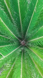 Full frame shot of spider on plant