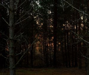 Trees in forest during autumn