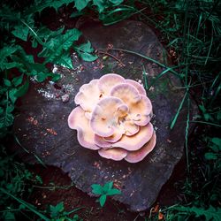 High angle view of mushrooms growing on field