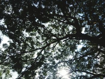 Low angle view of trees against sky