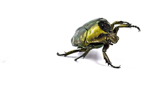 Close-up of insect over white background