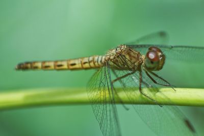 Close-up of insect on leaf