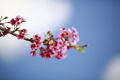 Close-up of pink cherry blossom