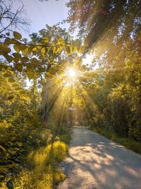 Sunlight streaming through trees on sunny day