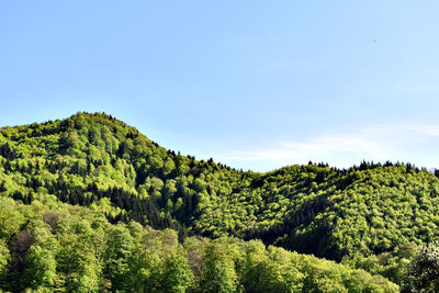 Scenic view of forest against sky