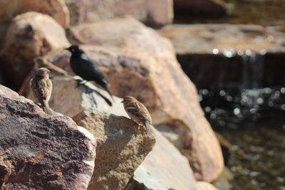 Close-up of ducks on rock at shore