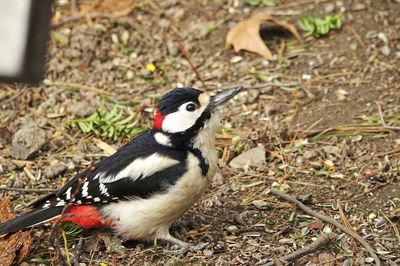 Close-up of a woodpecker on dried ground