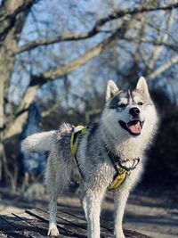 Happy husky