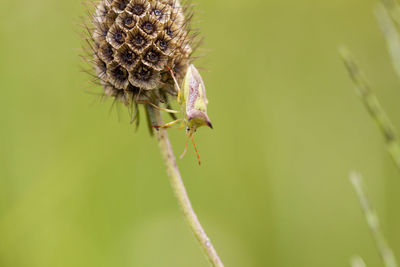 Close-up of thistle