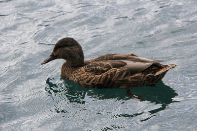 High angle view of mallard duck swimming in lake