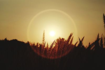 Close-up of tree against sky during sunset