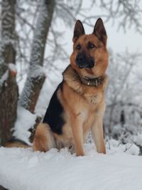 Portrait of dog on snow covered land