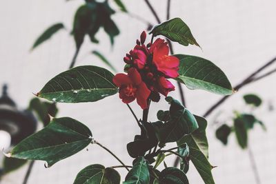 Close-up of red flowering plant