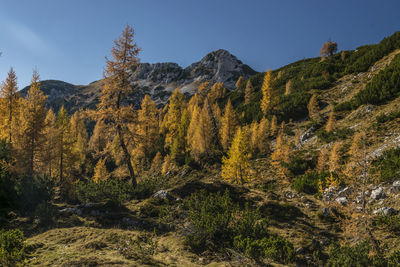 Low angle view of trees on mountain against sky