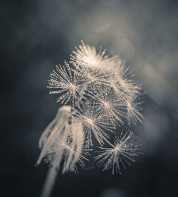 Close-up of dandelion flower