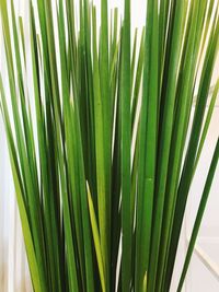 Close-up of palm leaf