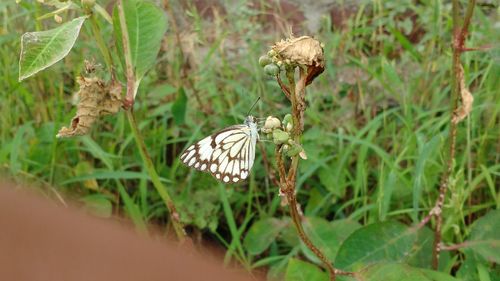 Close-up of butterfly on plant