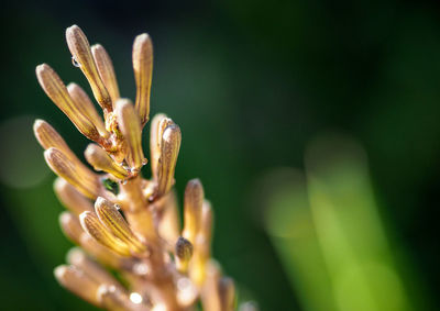 Close-up of plant