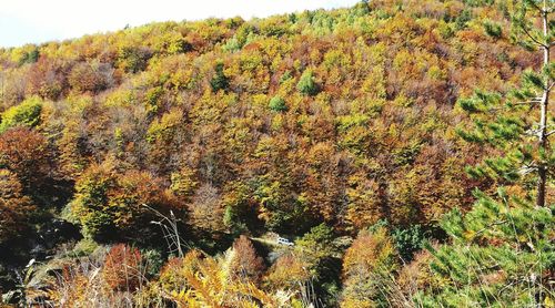 Trees growing outdoors