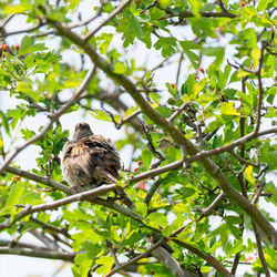 Low angle view of female blackbird perching on tree