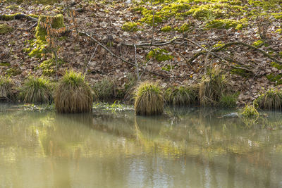 Scenic view of lake by trees in forest