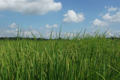Crops growing on field against sky