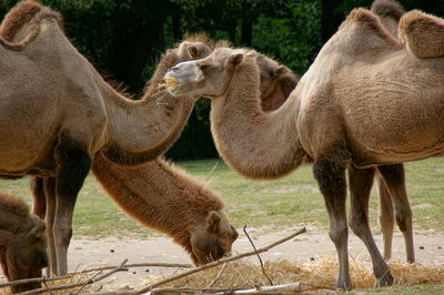 Camels in a field