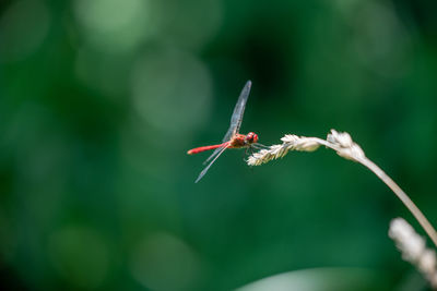 Close-up of insect on red flower